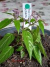Thai violett F5.jpg