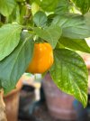 IMG_4035.jpeg