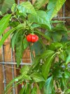 IMG_4034.jpeg