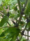 IMG_1731.jpeg
