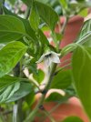 IMG_1733.jpeg