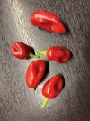 IMG_8882.jpeg