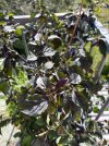 IMG_8959.jpeg