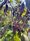 IMG_8960.jpeg