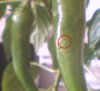 thrips_larve2.jpg