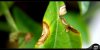 - Leaf Fungus 06 - Small.jpg