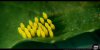- Yellow Things - 01 - Small.jpg