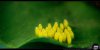 - Yellow Things - 02 - Small.jpg