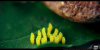 - Yellow Things - 03 - Small.jpg