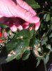 rocoto blaetter.jpg