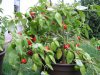 Rocoto.jpg