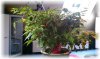 IMAG0500.jpg - GP-FORUM.jpg