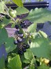 IMG-20120724-00221_klein.jpg