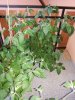 20130729.jpg