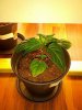 IMG_20131114_082108.jpg