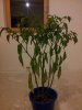 20131120_202532.jpg