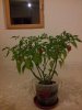 20131120_202552.jpg