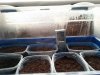 chili.jpg