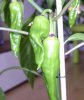DSC03204.JPG