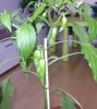 DSC03207.JPG
