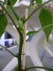 DSC03202.JPG