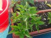 20140723_173717.jpg