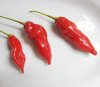 Aji_Limon_Rojo.jpg