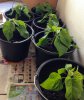 2016-04-10 16.51.03.jpg