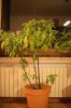 Carolina Reaper.jpg