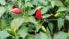 upload_2017-1-10_12-51-43.jpeg