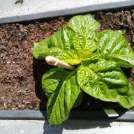 Ben's Pepper