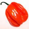Don Capsicum