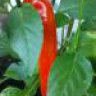 Chili_89