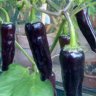 Scoville Isar Fee