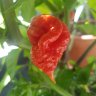 La Habanera