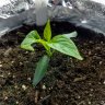 Chili0815