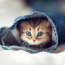 Naschkatze