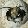 obrienbug