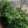 Chilli_bene_91