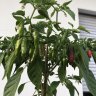 chilifreund77