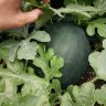 Marty's Wassermelonen