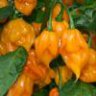 Trinidad Scorpion