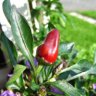 Capsicum Polaris