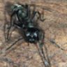 Thalric