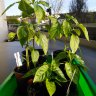 chilibalkonier