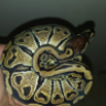 Monsterkueken