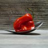 HochlandChili