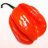 Don Capsicum