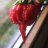 chilijoe