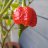 Chilli_zocker